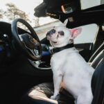 car_driver