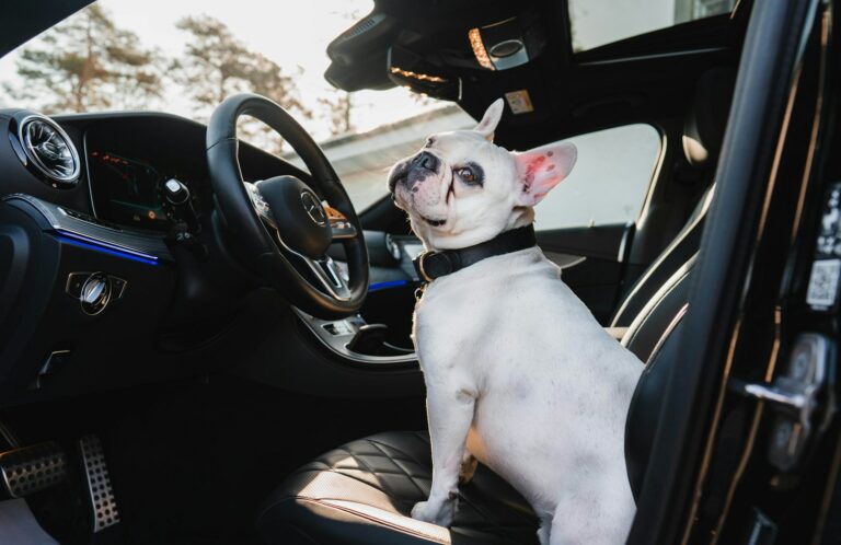 car_driver
